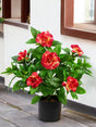 Livraison plante Gardenia artificielle fuchsia