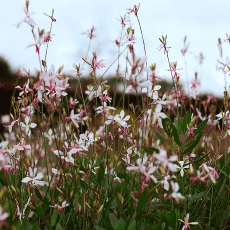 Livraison plante Gaura blanche papillon