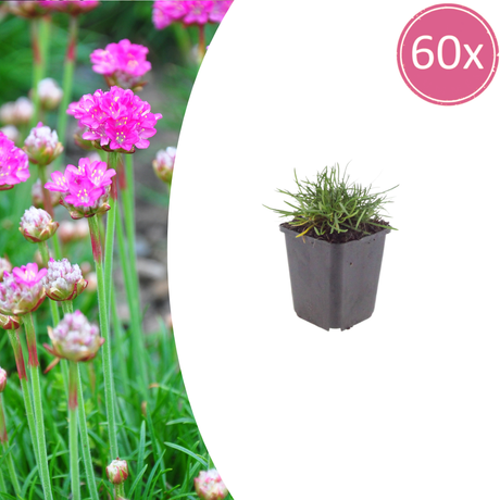 Livraison plante Gazon d'Espagne Armeria