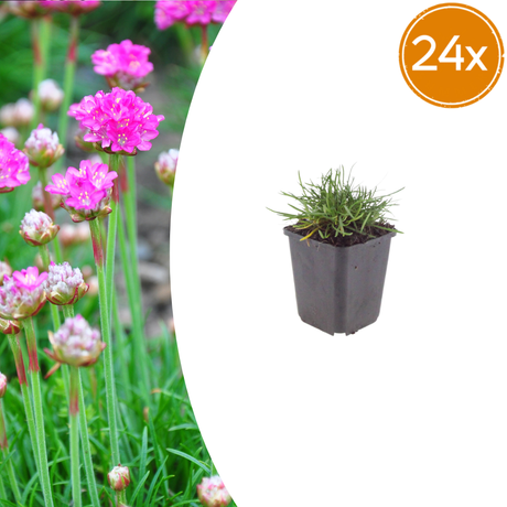 Livraison plante Gazon d'Espagne Armeria