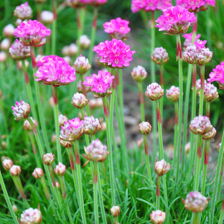 Livraison plante Gazon d'Espagne Armeria