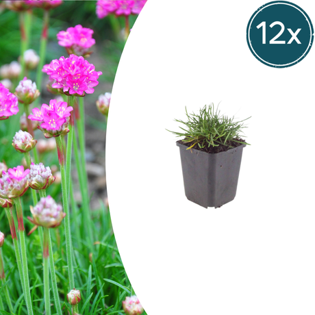 Livraison plante Gazon d'Espagne Armeria