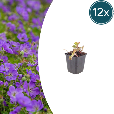 Livraison plante Geranium azur