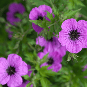 Livraison plante Geranium Bevans