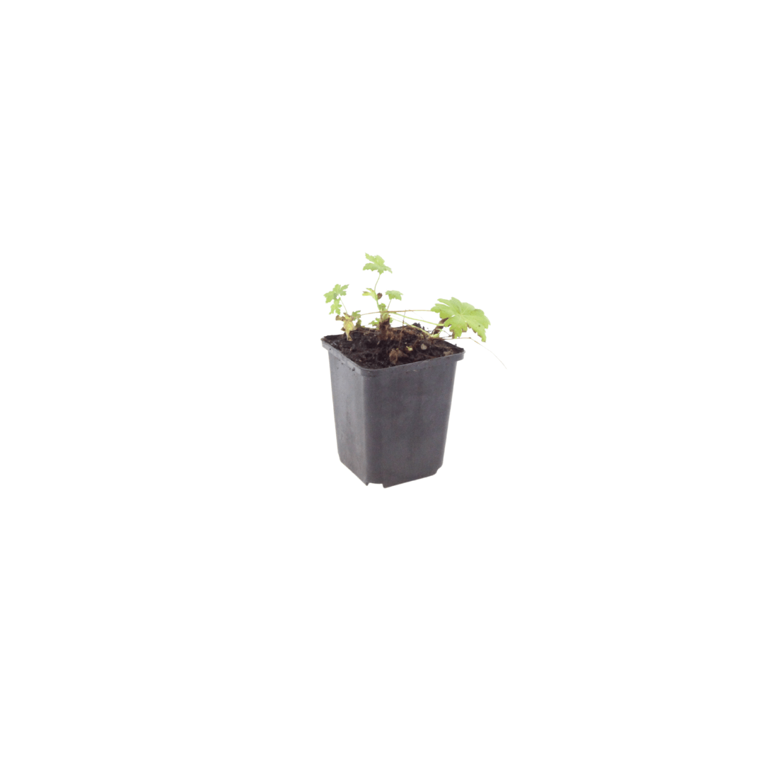 Livraison plante Geranium blanc
