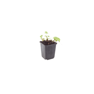 Livraison plante Geranium blanc