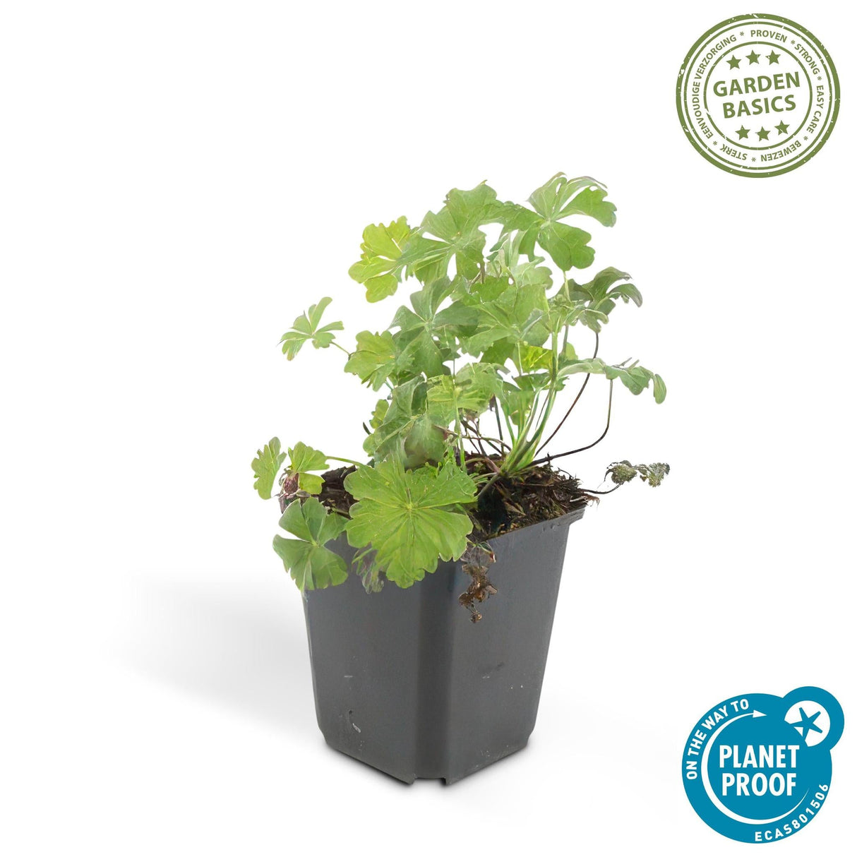 Livraison plante Geranium cantabrigiense Biokovo