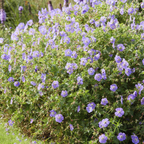 Livraison plante Geranium Rozanne X6