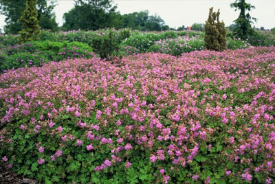 Storkenebs Vivace (Geranium x cantabrigiense) 'Cambridge'