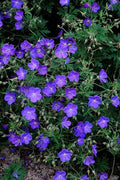 Storkneblad Flerårig (Geranium) 'Johnson's Blue'