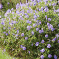 Storknenæb Flerårig (Geranium) 'Rozanne'
