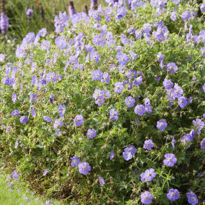 Storknenæb Flerårig (Geranium) 'Rozanne'