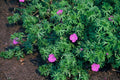 Staudegeranium (Geranium) 'Tiny Monster'