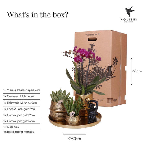 Livraison plante Gift set Hotel Chic | Orchidée Phalaenopsis Pourpre et Succulentes