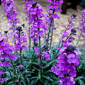Violetblomst Mauve (Erysimum) 'Bowles' Mauve'