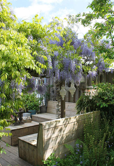 Livraison plante Glycine Wisteria sinensis 'Caroline'