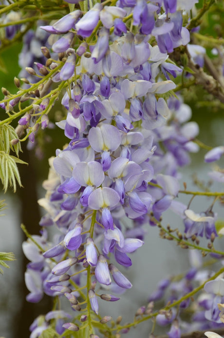 Livraison plante GLycine Wisteria sinensis 'Caroline' lot de 2