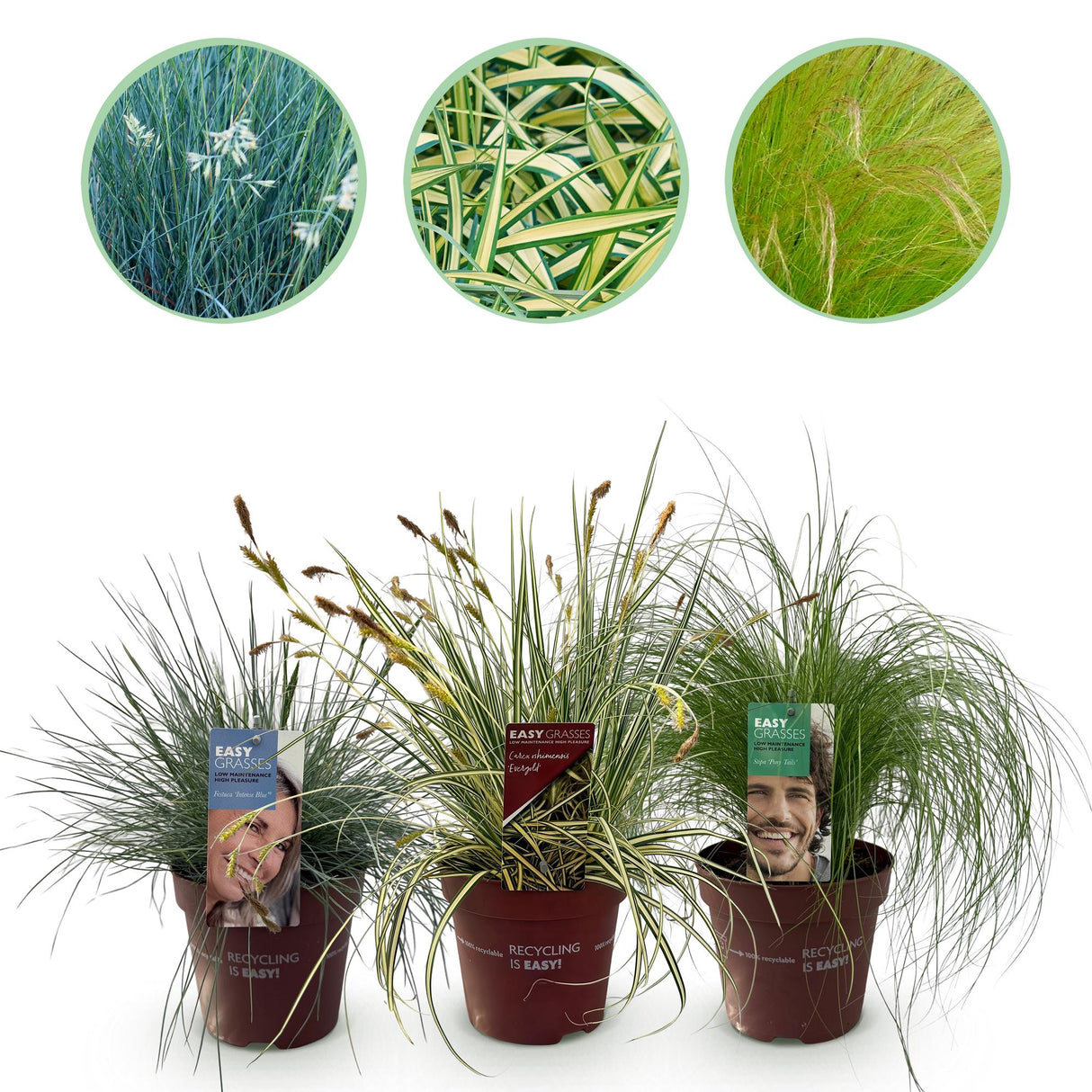 Livraison plante Graminées variées – Lot de 3 – Pot 17 cm – Hauteur 50 cm