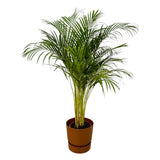 Livraison plante Grand Palmier Areca - Plusieurs tailles et pots