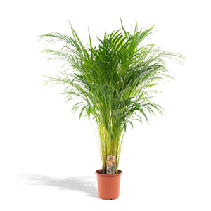 Livraison plante Grand Palmier Areca - Plusieurs tailles et pots