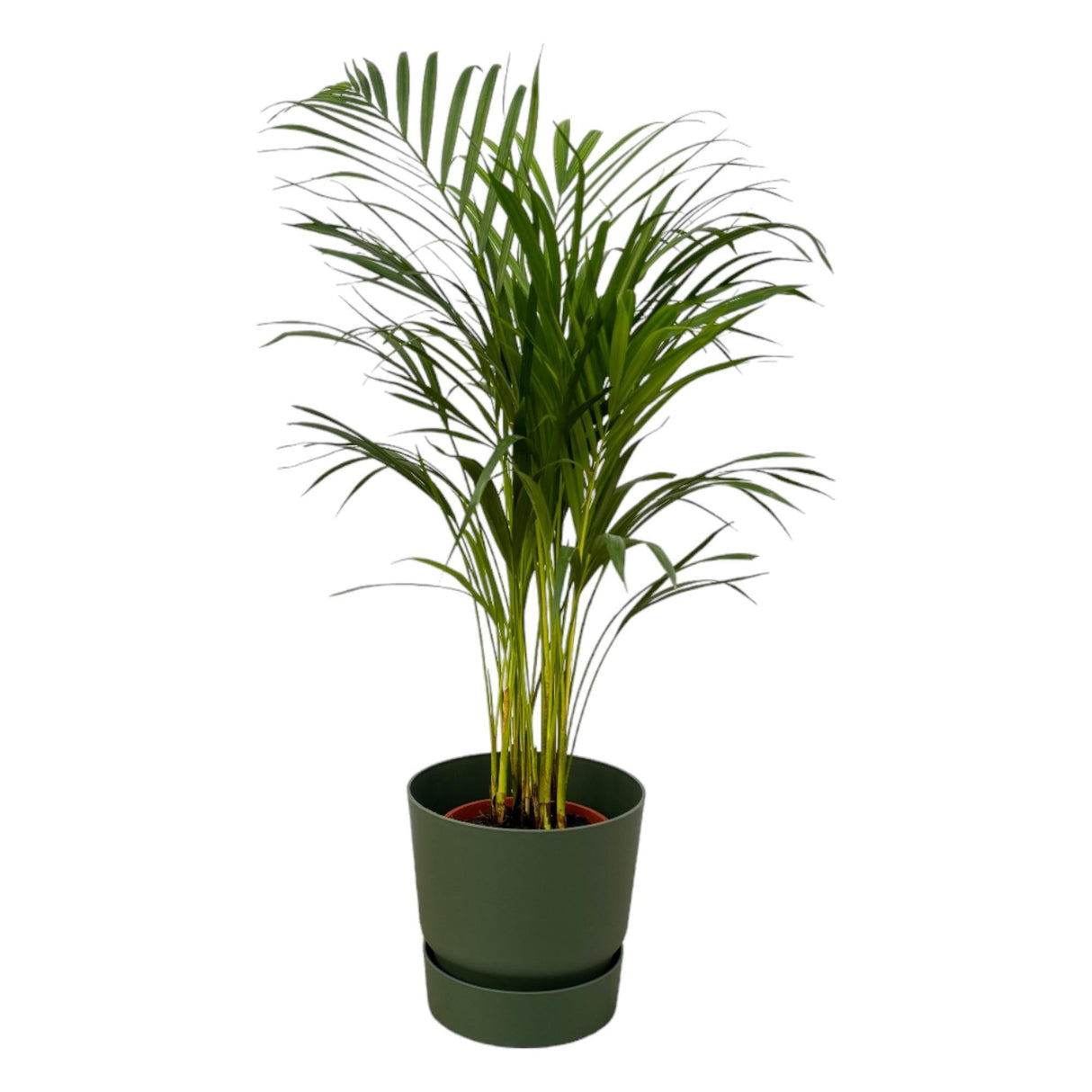 Livraison plante Grand Palmier Areca - Plusieurs tailles et pots