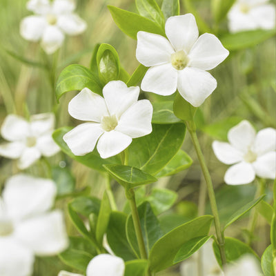 Stor Pervenke (Vinca major) 'Alba'