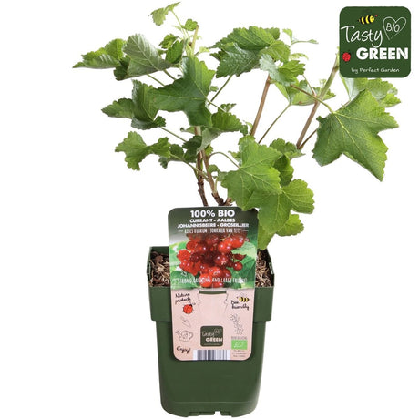 Livraison plante Groseillier Bio