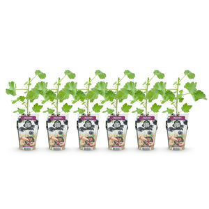 Livraison plante Groseillier Jostabes – Lot de 6 – Pot 9 cm
