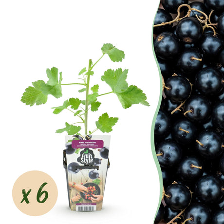 Livraison plante Groseillier Jostabes – Lot de 6 – Pot 9 cm