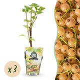 Livraison plante Groseillier Witte Hollander – Lot de 3 – Pot 9 cm