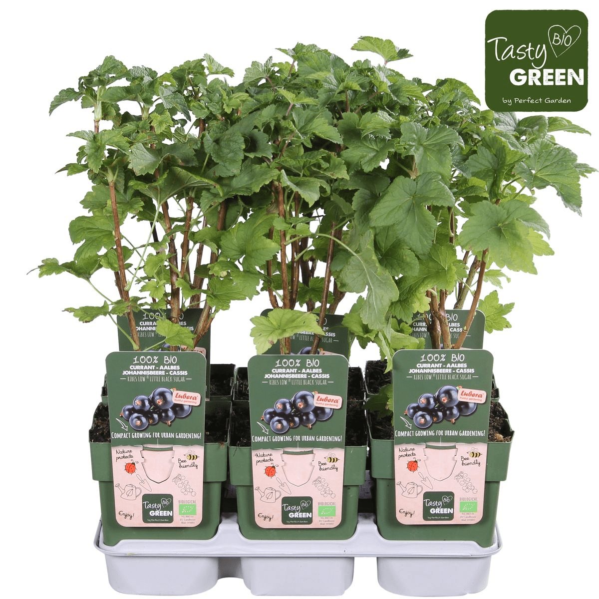 Livraison plante Grosseillier noir - arbuste fruitier