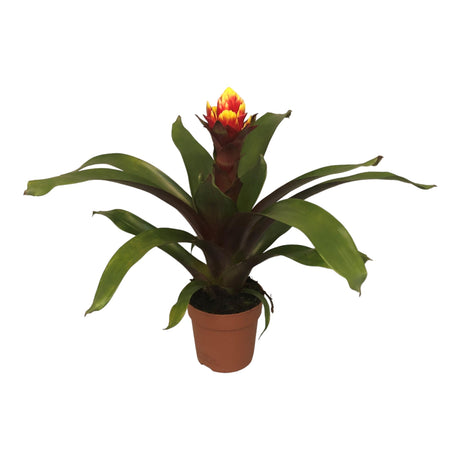 Livraison plante Guzmania Crown