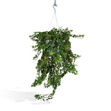 Livraison plante Hedera Lierra tombant h70cm