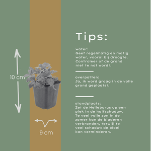 Livraison plante Hellebore blanc niger