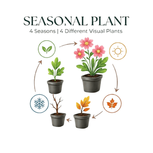 Livraison plante Hellebore blanc niger