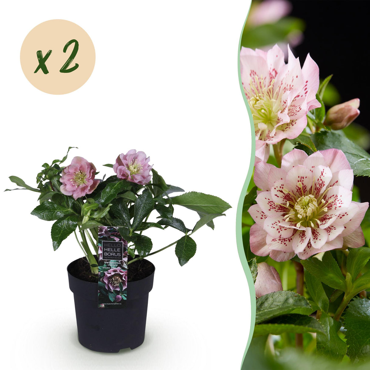 Livraison plante Hellébore orientale Double Ellen Pink en pot