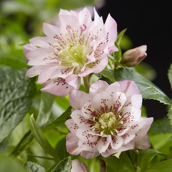 Livraison plante Hellébore orientale Double Ellen Pink – Pot 14 cm