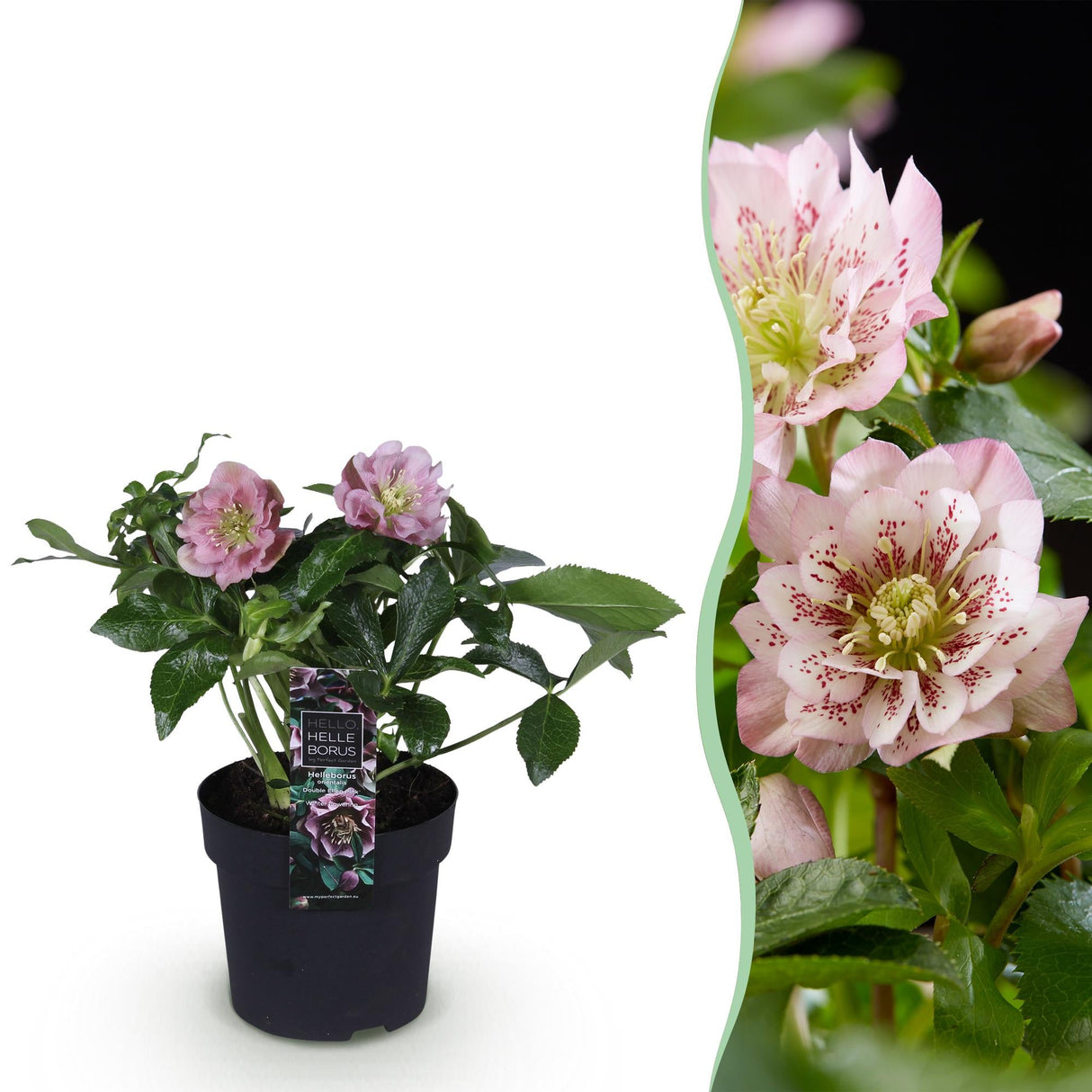 Livraison plante Hellébore orientale Double Ellen Pink – Pot 14 cm