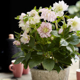 Livraison plante Hellébore orientale Double Ellen Pink – Pot 14 cm