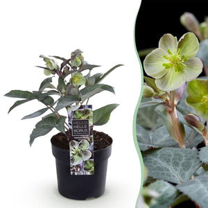 Livraison plante Hellebore sternii Silver Dollar x1