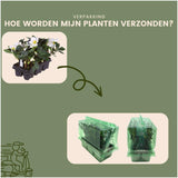 Livraison plante Helleborus niger 'Christmas Carol' - Lot de 12