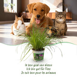 Livraison plante Herbe à chat - Cyperus alternifolius Zumula