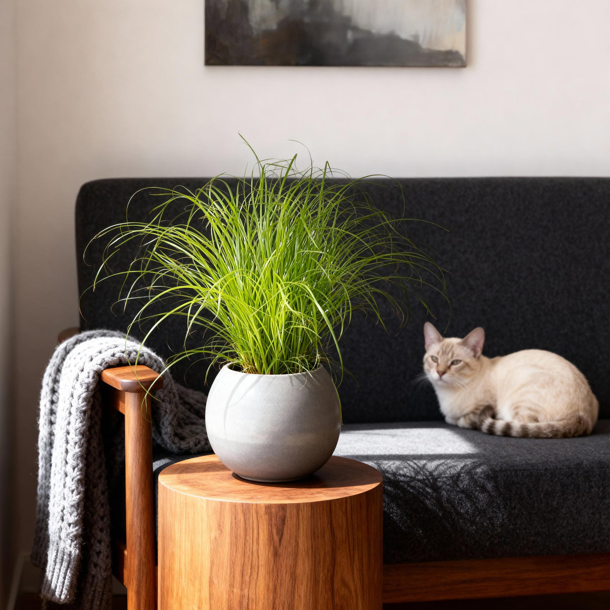 Livraison plante Herbe à chat - Cyperus alternifolius Zumula