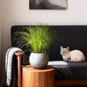 Livraison plante Herbe à chat - Cyperus alternifolius Zumula