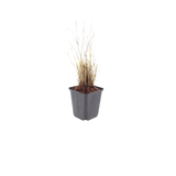 Livraison plante Herbe aux diamants