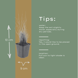 Livraison plante Herbe aux diamants