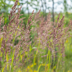 Livraison plante Herbe aux diamants