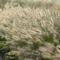 Fjerdebørste Græs (Pennisetum Alopecuroides) 'Hameln'