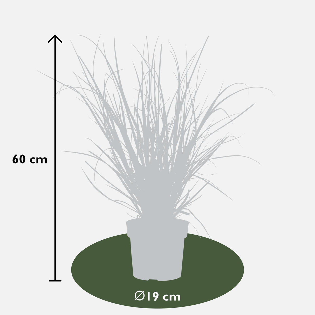 Livraison plante Herbe de pampa - ↨60cm - Ø19 - arbuste