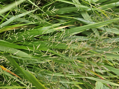 Japansk Græs (Hakonechloa macra)